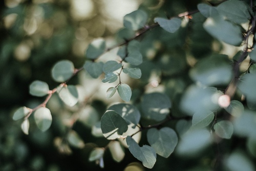 Novus Counselling and Care 